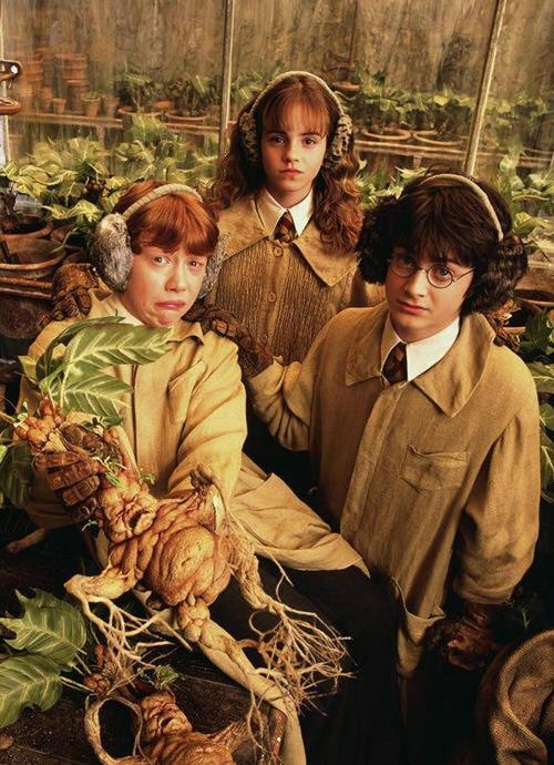 集约观影:2001年哈利波特系列电影英语wai+gua中字版25G1080PMKV