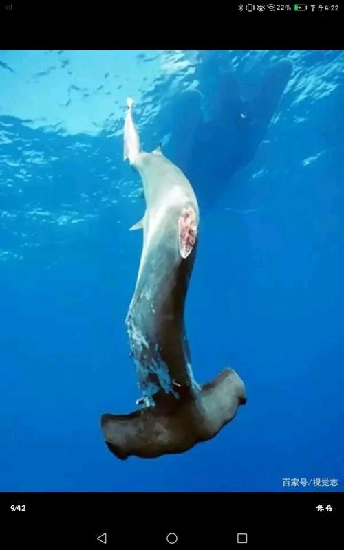 哔哩哔哩各类纪录片大合集：历史文明、生态自然、海洋生物、动物天国、世界旅游、文化古迹，让你轻松体验世界各地